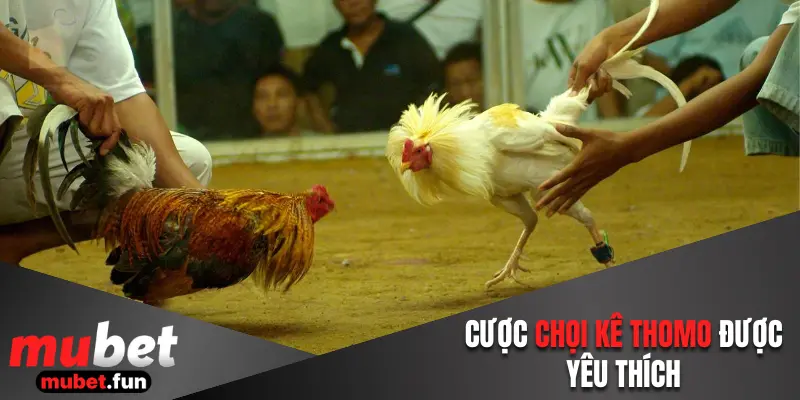 Đá gà Thomo được nhiều hội viên chọn đầu tư